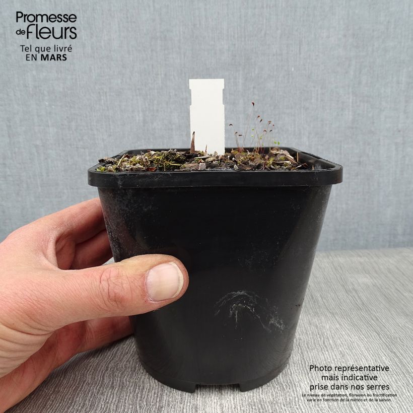 Example of Hosta Lakeside Prophecy Fulfilled Pot van 1,5 l/2 l as you get in hiver