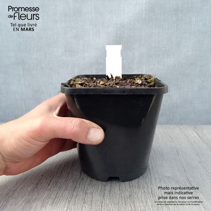 Exemplaar van Hosta Let's Twist Again - Hartlelie Pot van 1,5 l/2 l zoals geleverd in de lente