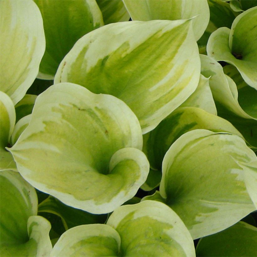 Hosta Liberty - Hartlelie (Foliage)