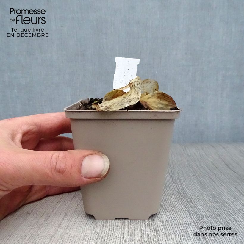 Example of Hosta Liberty Kweekpotje van 8/9 cm as you get in hiver