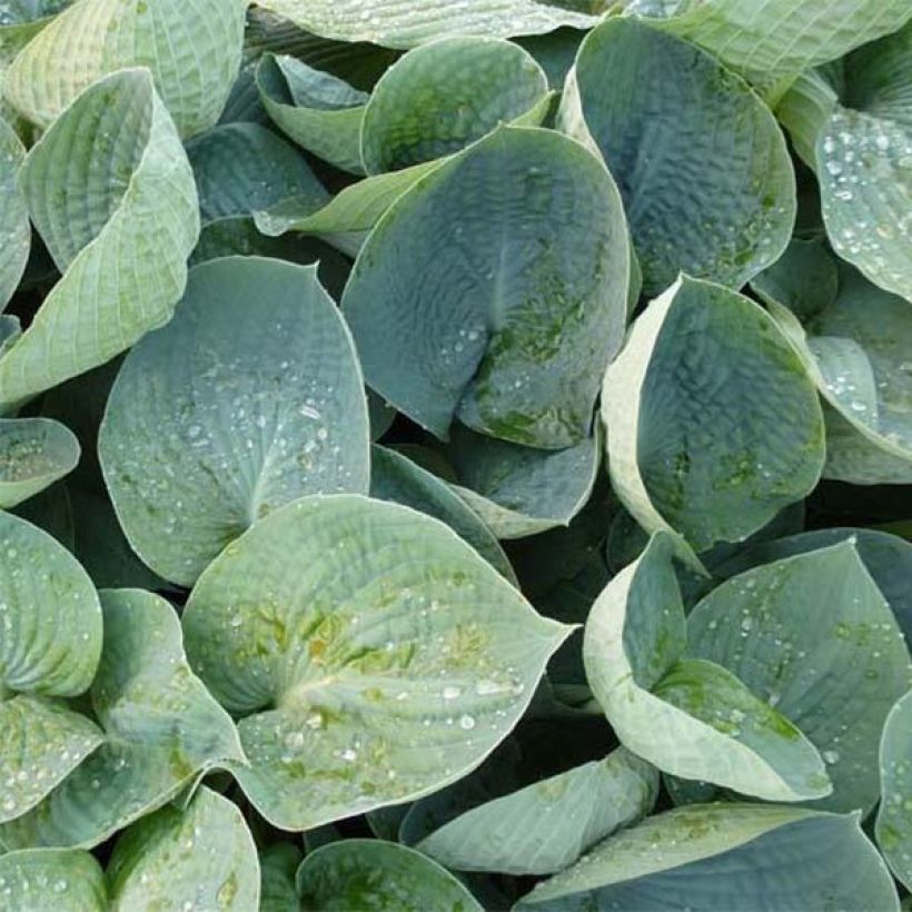 Hosta Love Pat - Hartlelie (Foliage)