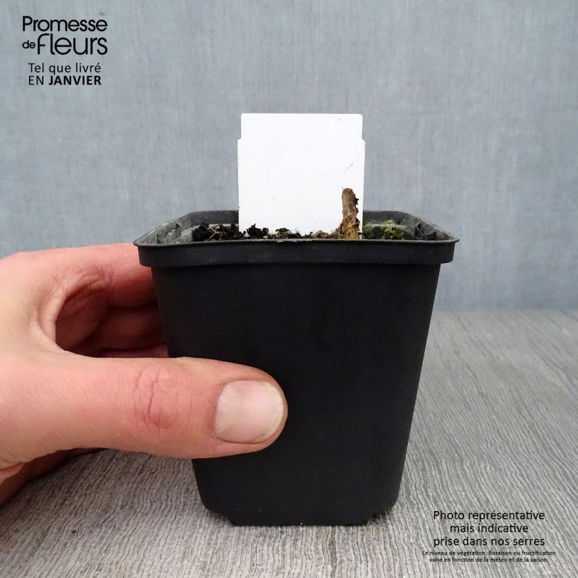 Example of Hosta Love Pat Kweekpotje van 8/9 cm as you get in hiver