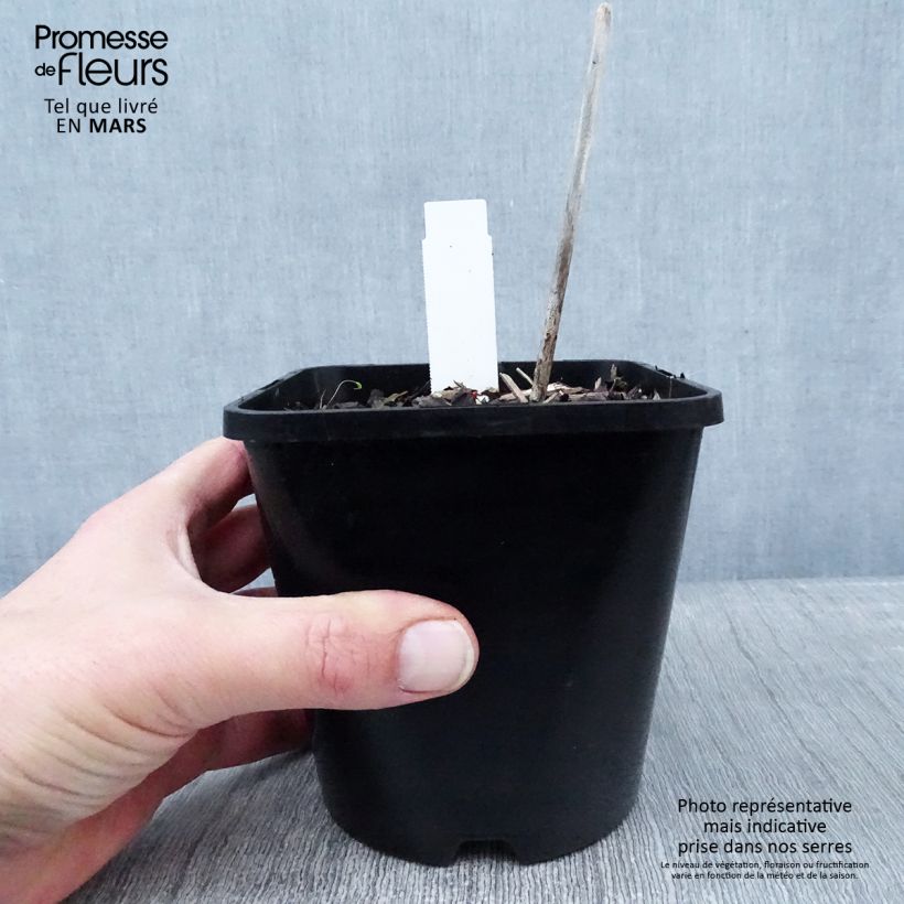 Example of Hosta Midnight at the Oasis Pot van 1,5 l/2 l as you get in hiver