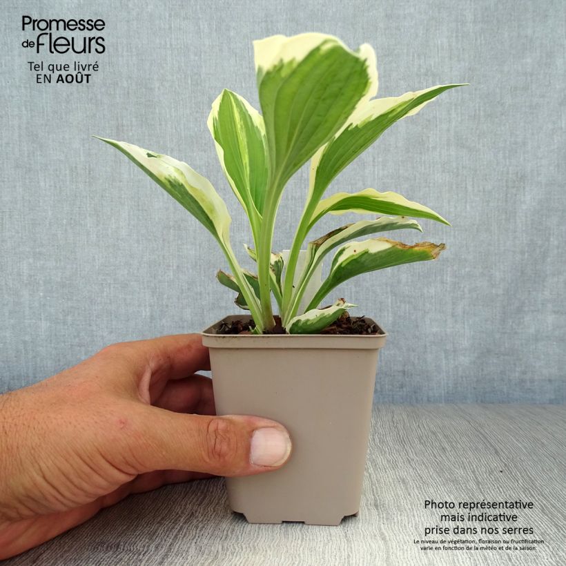 Exemplaar van Hosta Minuteman - Hartlelie Kweekpotje van 8/9 cm zoals geleverd in de zomer