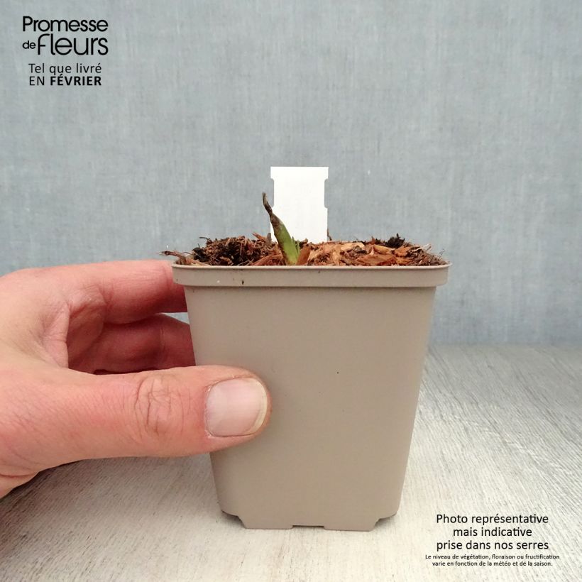 Example of Hosta Minuteman - Hartlelie Kweekpotje van 8/9 cm as you get in hiver