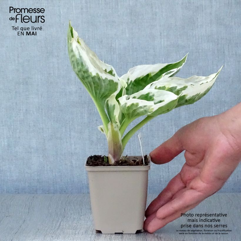 Exemplaar van Hosta Minuteman - Hartlelie Kweekpotje van 8/9 cm zoals geleverd in de lente