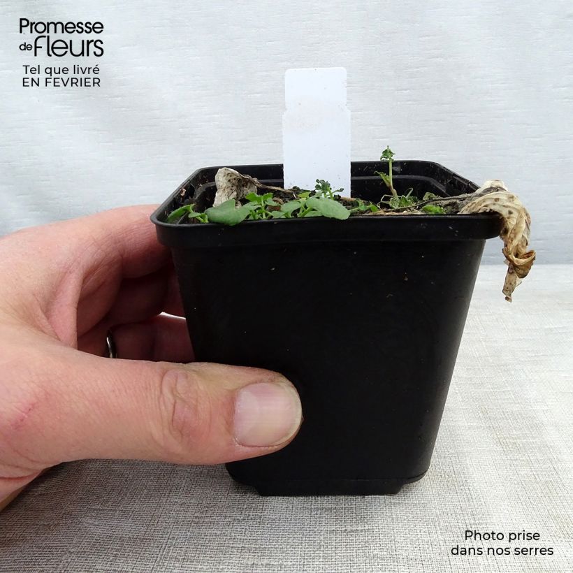 Exemplaar van Hosta Morning Light - Hartlelie Kweekpotje van 8/9 cm zoals geleverd in de winter