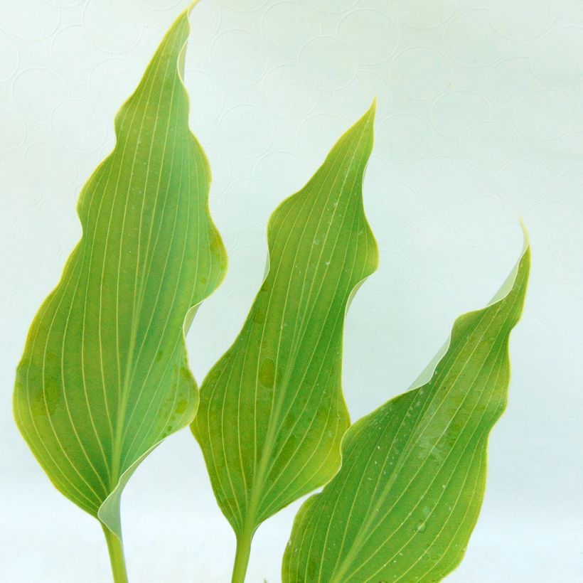 Hosta Neptune - Hartlelie (Foliage)