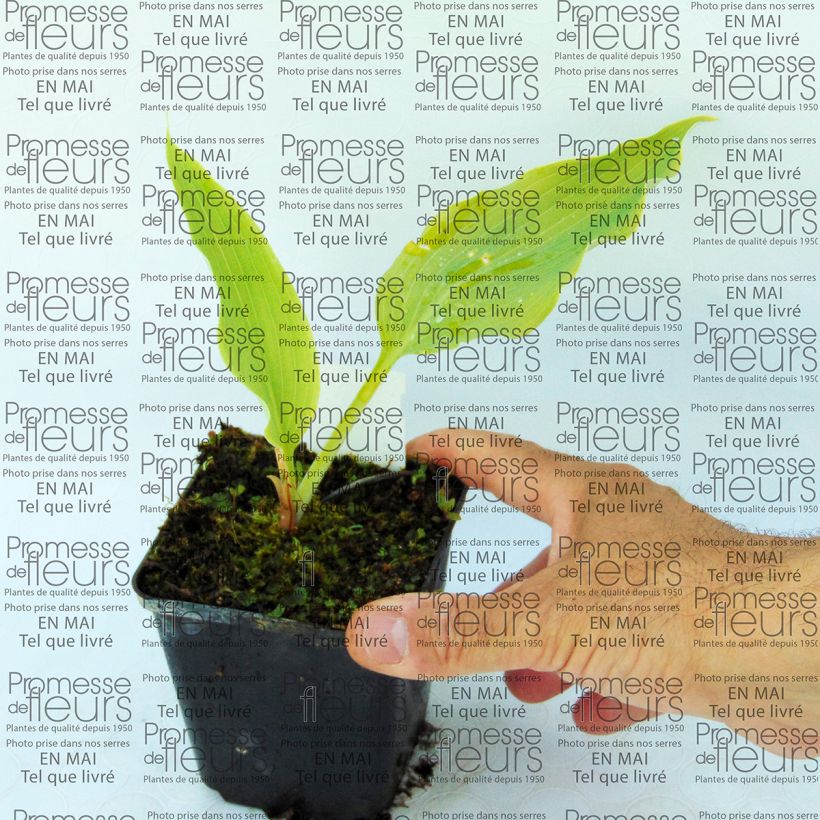 Example of Hosta Neptune  Kweekpotje van 8/9 cm as you get