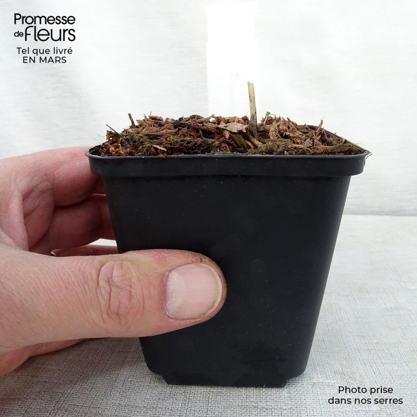 Exemplaar van Hosta Night Before Christmas - Hartlelie Kweekpotje van 8/9 cm zoals geleverd in de lente