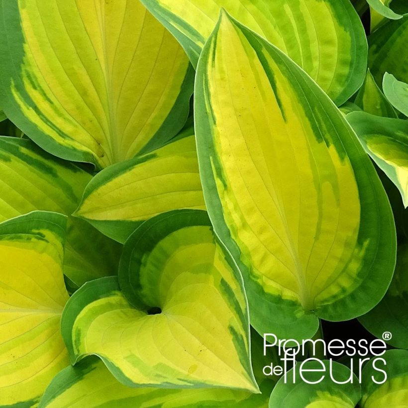 Hosta Orange Marmelade - Hartlelie (Foliage)