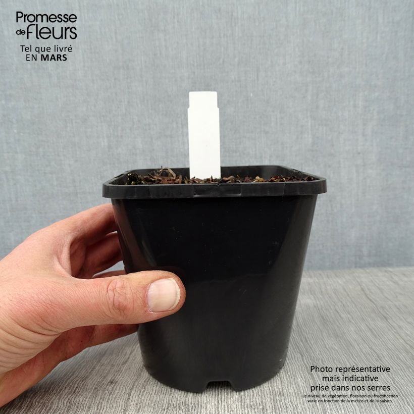 Example of Hosta Orange Marmelade Pot van 1,5 l/2 l as you get in hiver