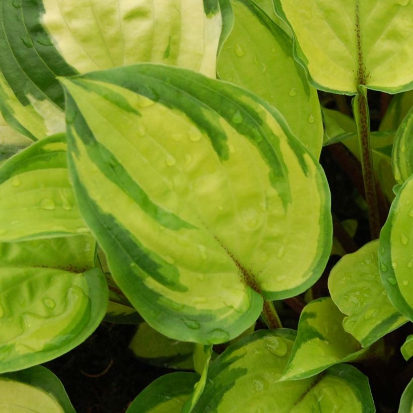 Hosta Paradise Island - Hartlelie (Foliage)