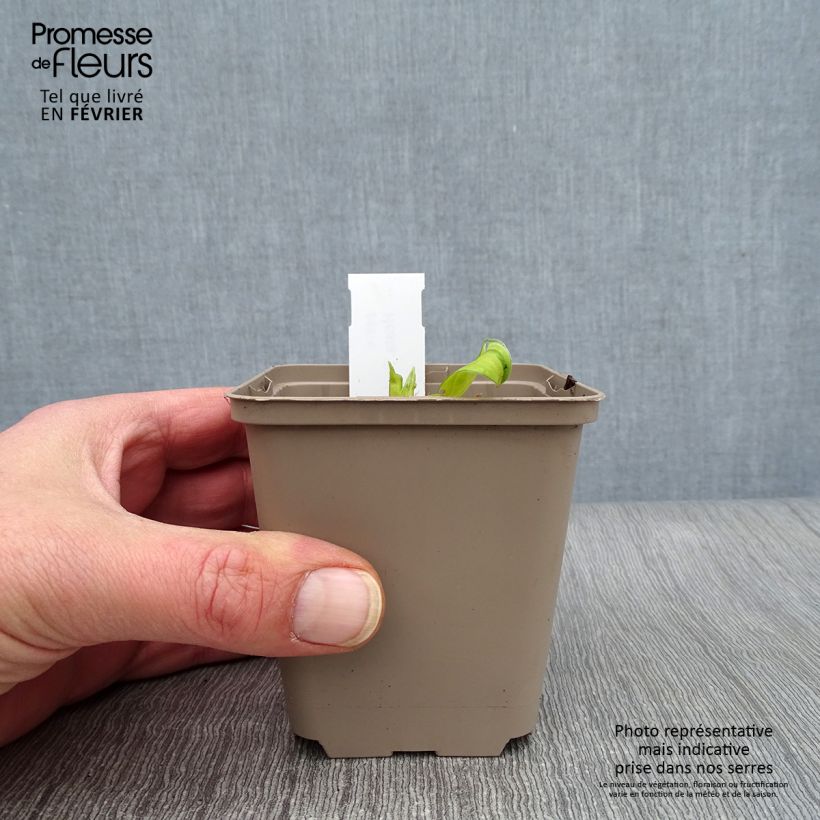 Example of Hosta Paradise Island Kweekpotje van 8/9 cm as you get in hiver