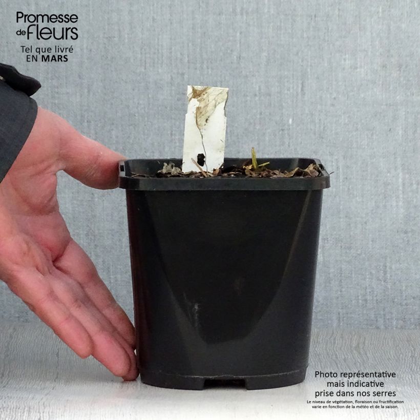 Exemplaar van Hosta Paul Revere - Hartlelie Pot van 1,5 l/2 l zoals geleverd in de lente