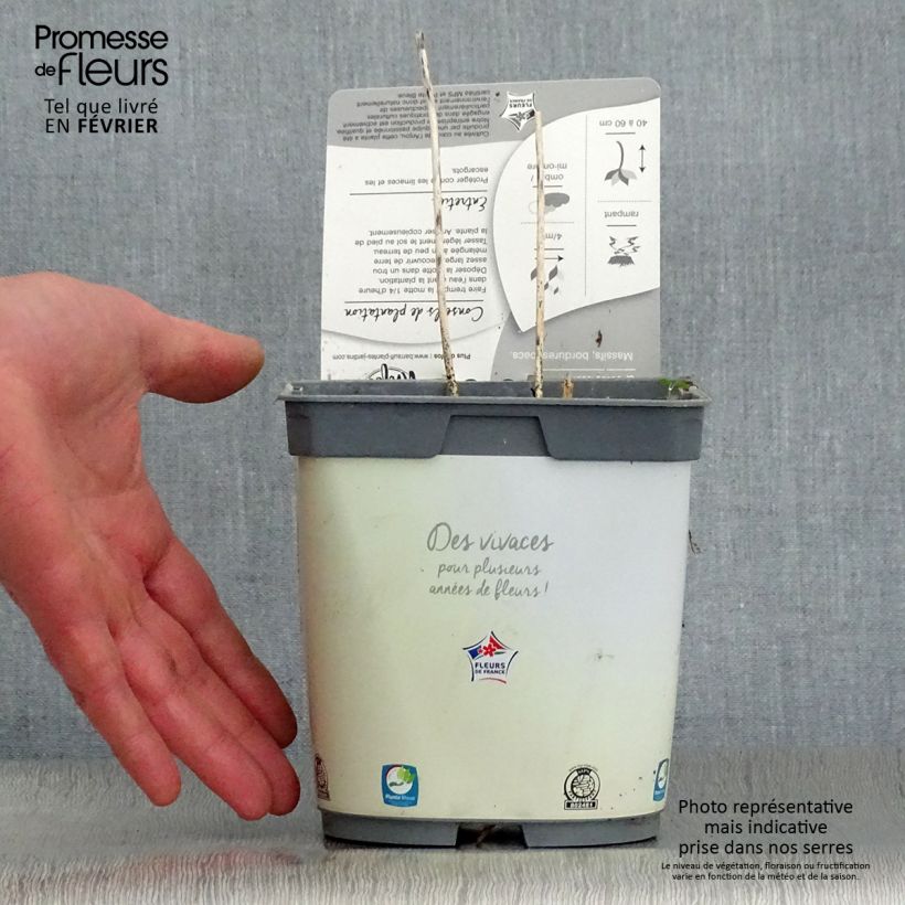 Example of Hosta Paul s Glory Pot van 2 l/3 l as you get in hiver