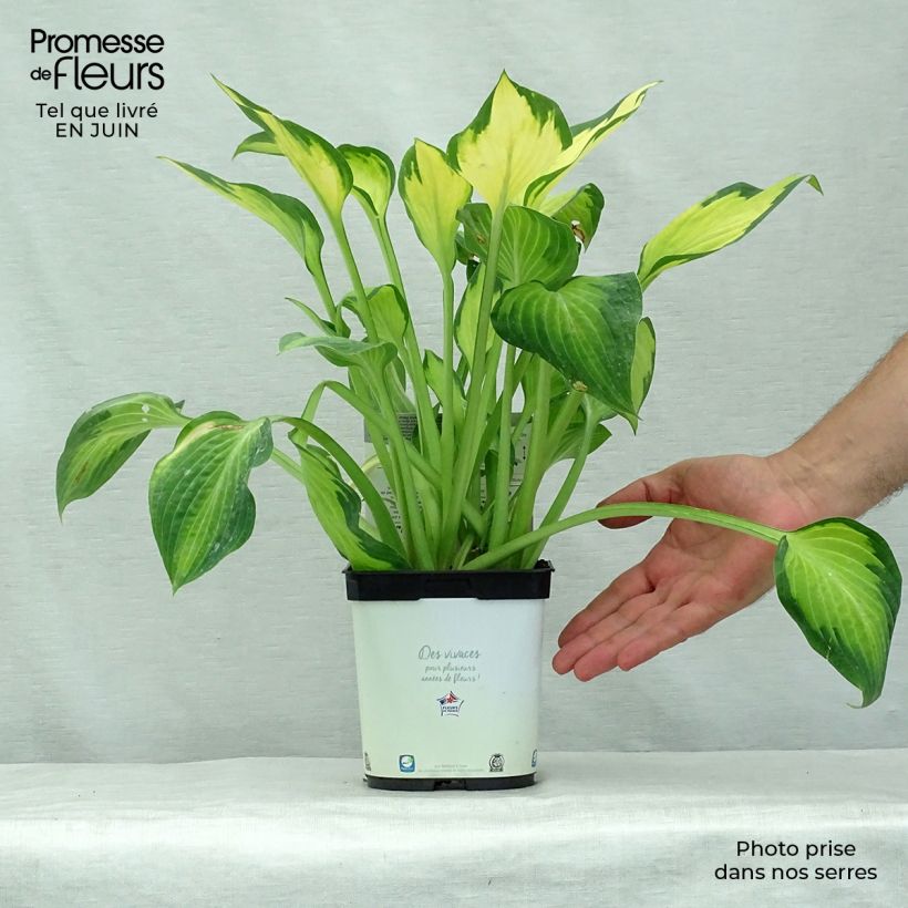 Exemplaar van Hosta Paul s Glory - Hartlelie Pot van 2 l/3 l zoals geleverd in de zomer
