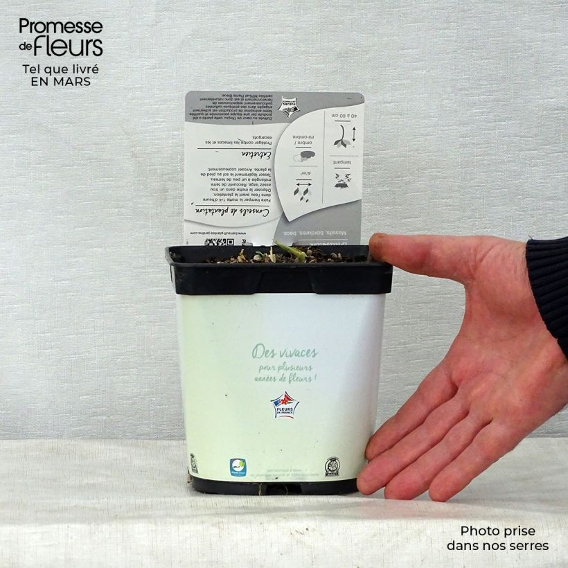 Exemplaar van Hosta Paul s Glory - Hartlelie Pot van 2 l/3 l zoals geleverd in de lente