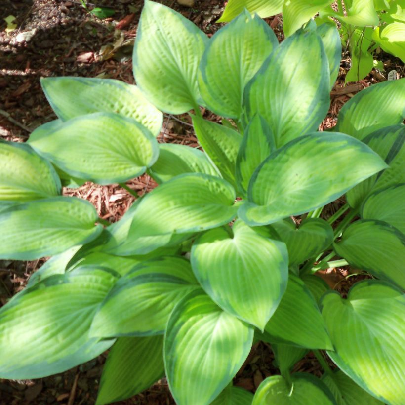 Hosta Paul s Glory - Hartlelie (Plant habit)