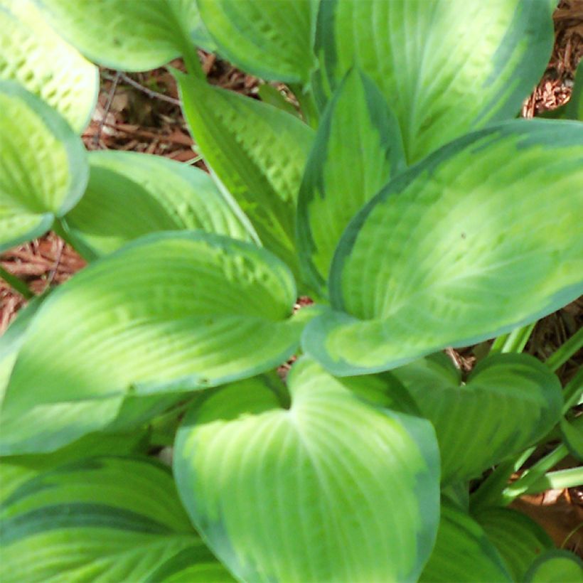 Hosta Paul s Glory - Hartlelie (Foliage)