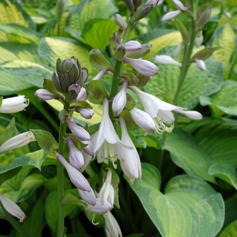 Hosta Paul s Glory - Hartlelie (Flowering)