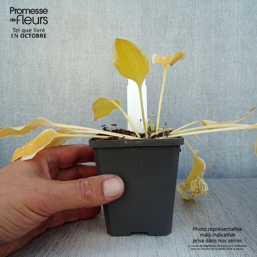 Exemplaar van Hosta Pilgrim - Hartlelie Kweekpotje van 8/9 cm zoals geleverd in de herfst