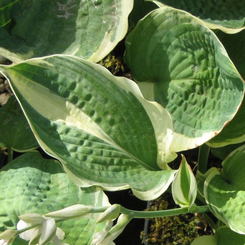 Hosta Pizzazz - Hartlelie (Foliage)
