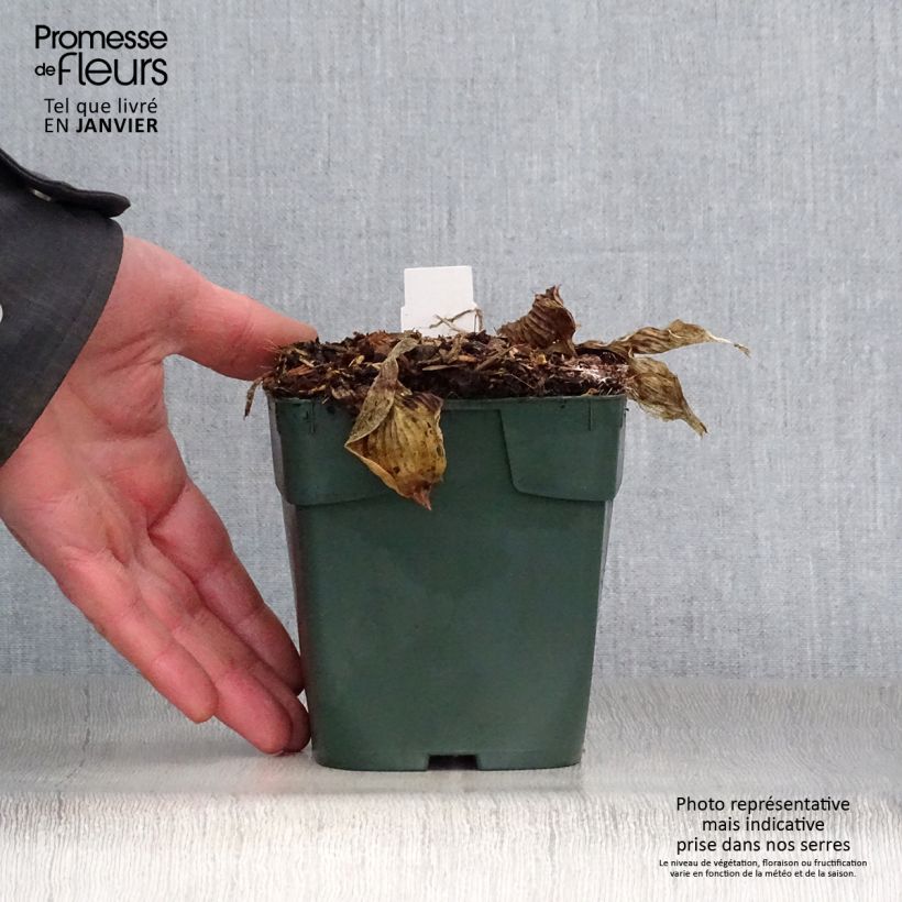 Example of Hosta Pizzazz Kweekpotje van 8/9 cm as you get in hiver