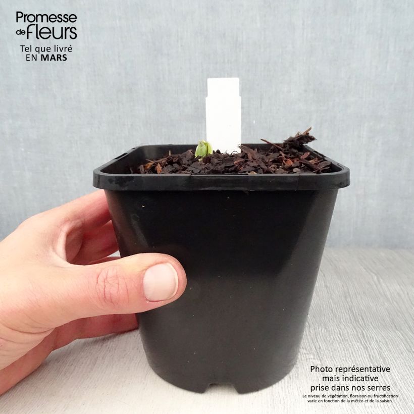 Exemplaar van Hosta Pocketfull of Sunshine - Hartlelie Pot van 1,5 l/2 l zoals geleverd in de lente