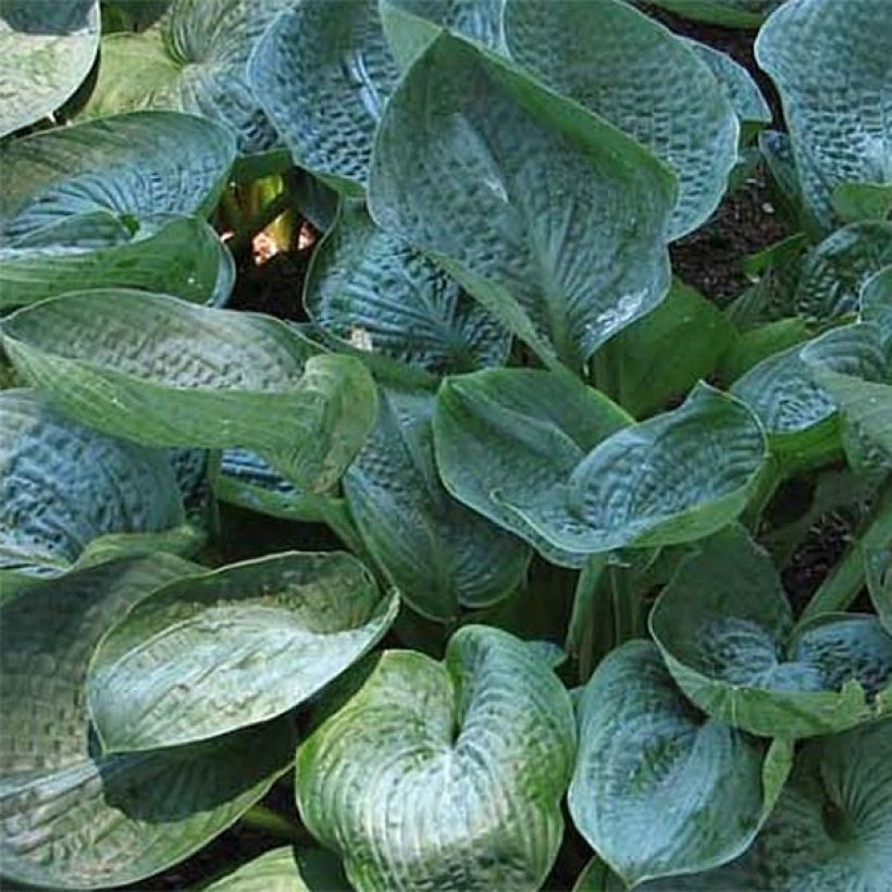 Hosta Prairie Sky - Hartlelie (Foliage)