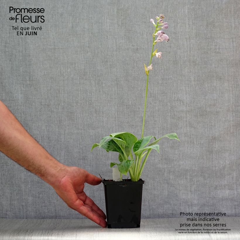 Exemplaar van Hosta Prairie Sky - Hartlelie Kweekpotje van 8/9 cm zoals geleverd in de zomer