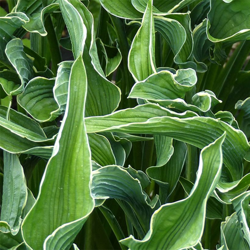 Hosta Praying Hands - Hartlelie (Foliage)