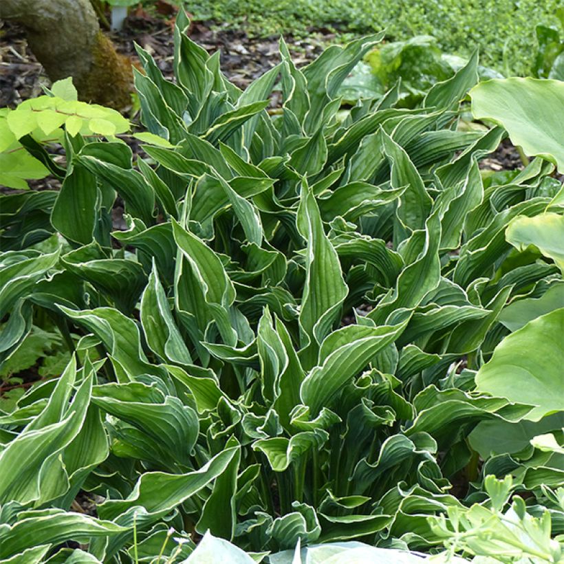Hosta Praying Hands - Hartlelie (Plant habit)