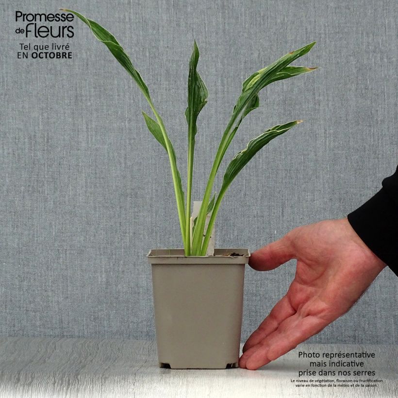 Exemplaar van Hosta Praying Hands - Hartlelie Kweekpotje van 8/9 cm zoals geleverd in de herfst