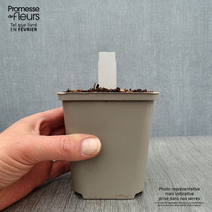 Example of Hosta Praying Hands Kweekpotje van 8/9 cm as you get in hiver