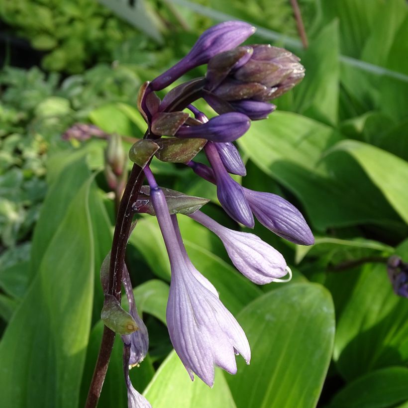 Hosta Purple Heart - Hartlelie (Flowering)