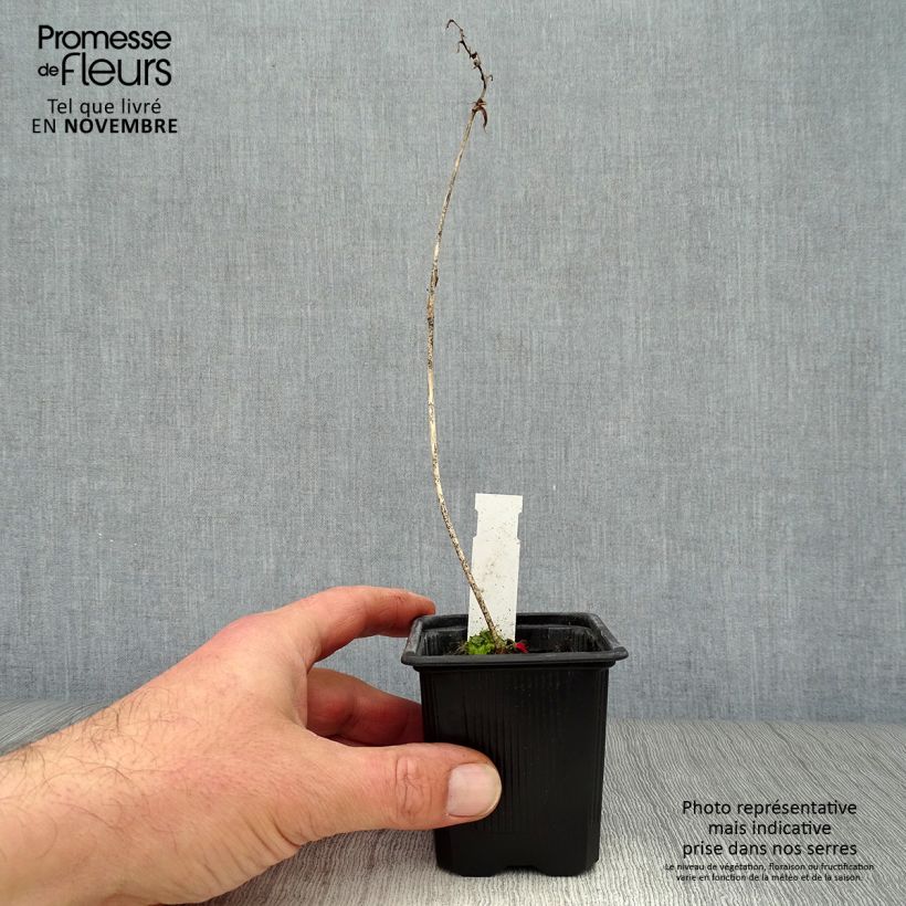 Exemplaar van Hosta Purple Heart - Hartlelie Kweekpotje van 8/9 cm zoals geleverd in de herfst