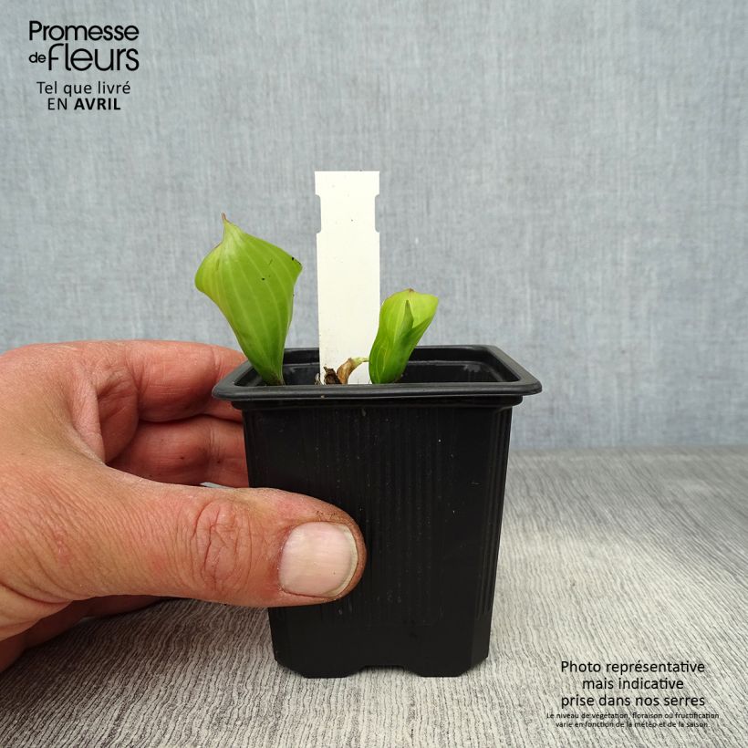 Exemplaar van Hosta Purple Heart - Hartlelie Kweekpotje van 8/9 cm zoals geleverd in de lente