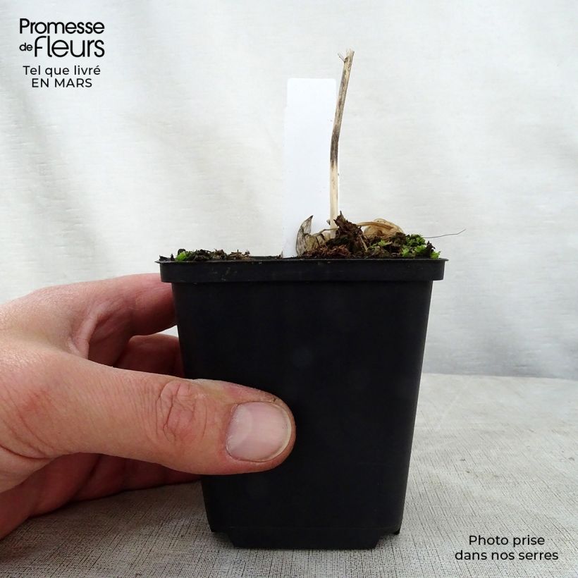 Exemplaar van Hosta Queen Josephine - Hartlelie Kweekpotje van 8/9 cm zoals geleverd in de lente