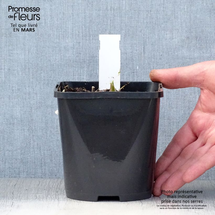 Exemplaar van Hosta Rainbows End - Hartlelie Pot van 1,5 l/2 l zoals geleverd in de lente