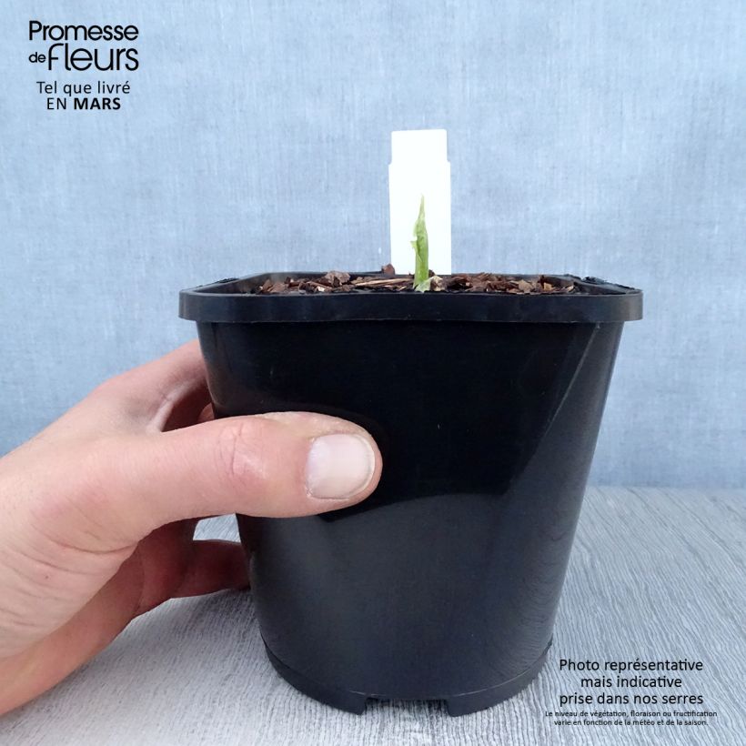 Exemplaar van Hosta Raspberry Sundae - Hartlelie Pot van 1,5 l/2 l zoals geleverd in de lente