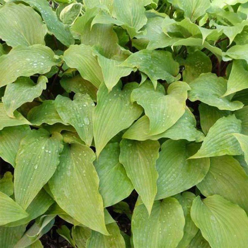 Hosta Red October - Hartlelie (Blad)