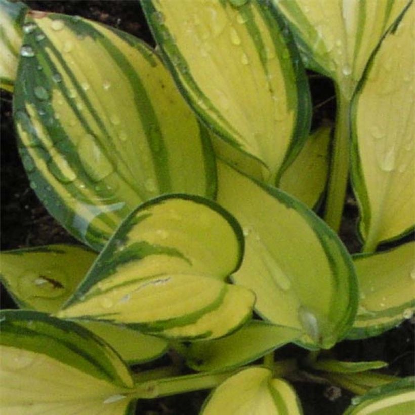 Hosta Remember Me - Hartlelie (Foliage)