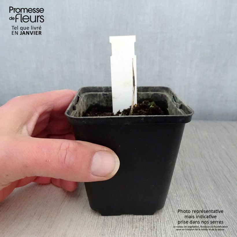 Example of Hosta Remember Me Kweekpotje van 8/9 cm as you get in hiver