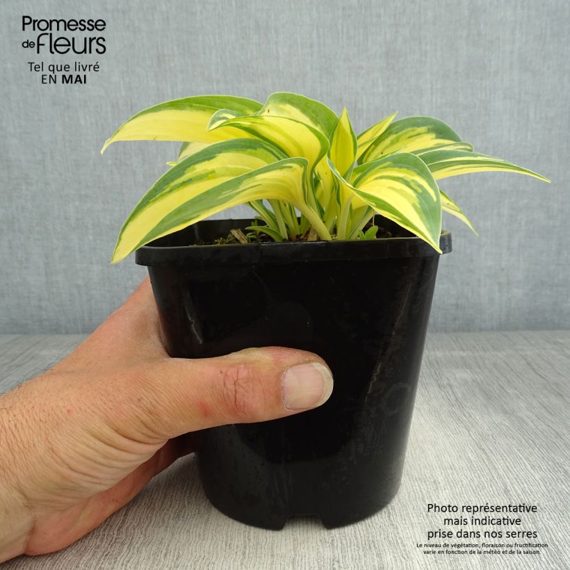 Exemplaar van Hosta Remember Me - Hartlelie Pot van 1,5 l/2 l zoals geleverd in de lente