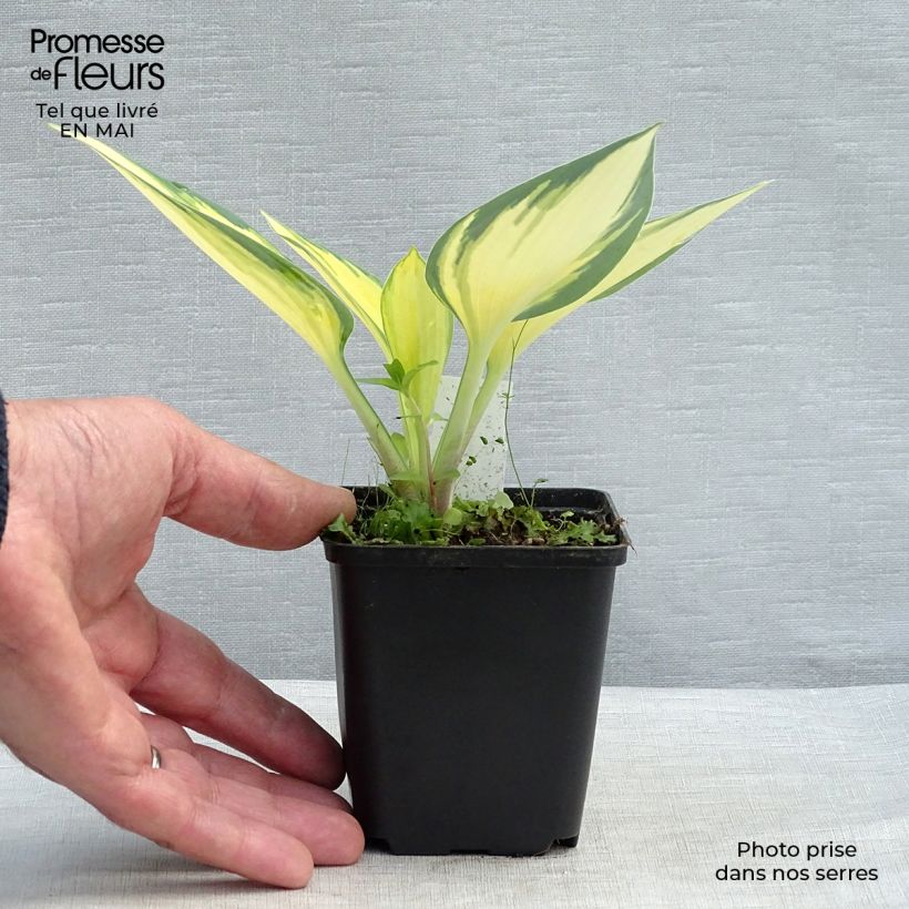 Exemplaar van Hosta Remember Me - Hartlelie Kweekpotje van 8/9 cm zoals geleverd in de lente