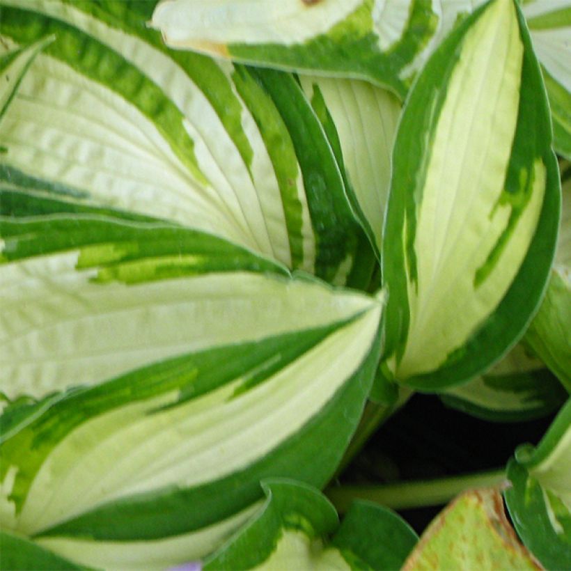 Hosta Reversed - Hartlelie (Blad)