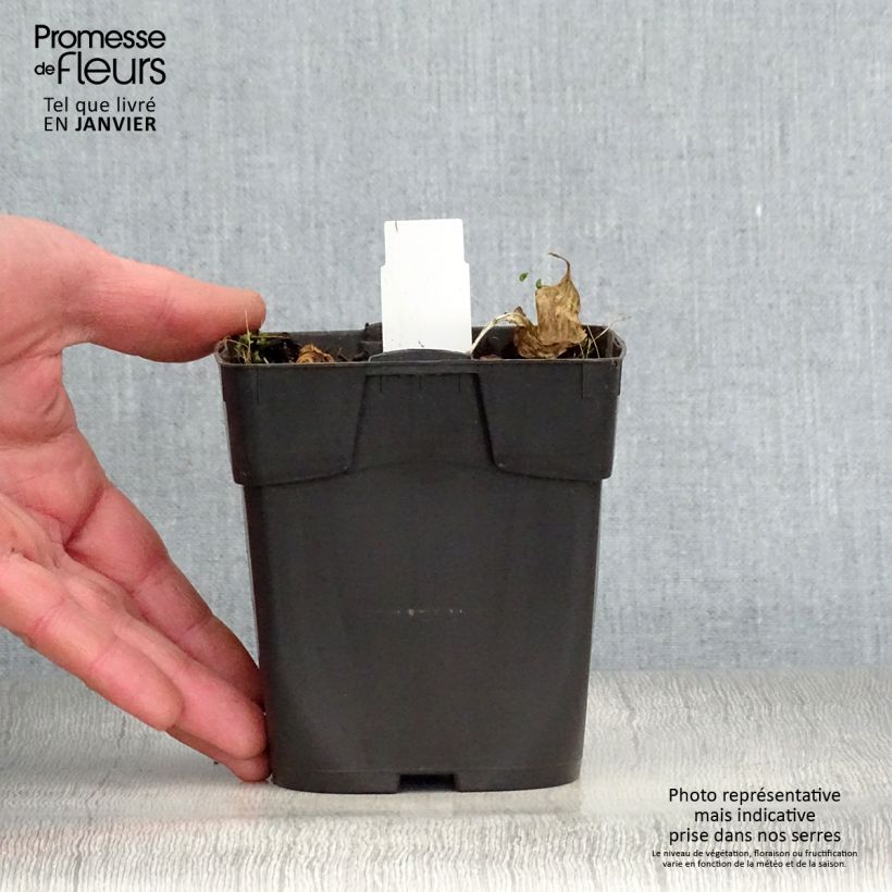 Example of Hosta Revolution Kweekpotje van 8/9 cm as you get in hiver