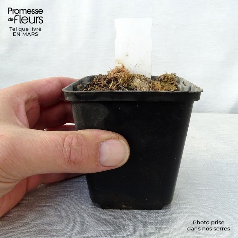 Exemplaar van Hosta Revolution - Hartlelie Kweekpotje van 8/9 cm zoals geleverd in de lente