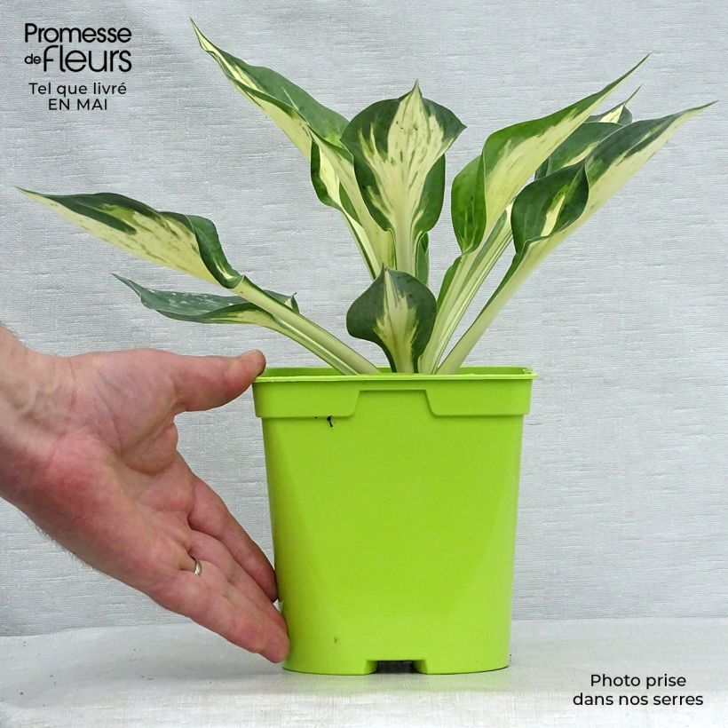 Exemplaar van Hosta Revolution - Hartlelie Pot van 2 l/3 l zoals geleverd in de lente